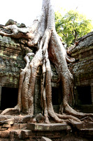 Tomb Raider Tree, Cambodia
