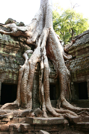 Tomb Raider Tree, Cambodia