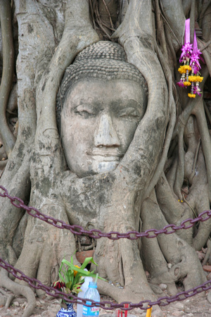 Buddha Head in tree, Ayutthaya, Thailand